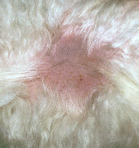 алопеция в месте инъекции у бишона